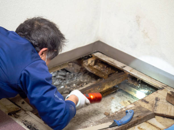 Best Mold Remediation  in Marfa, TX