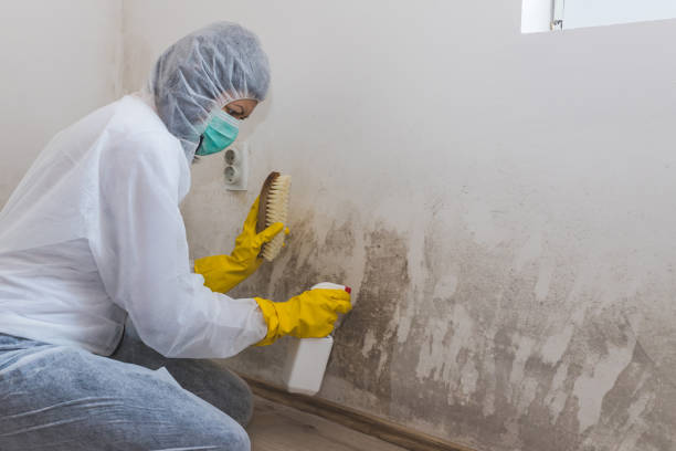 Best Office Mold Removal Services  in Marfa, TX