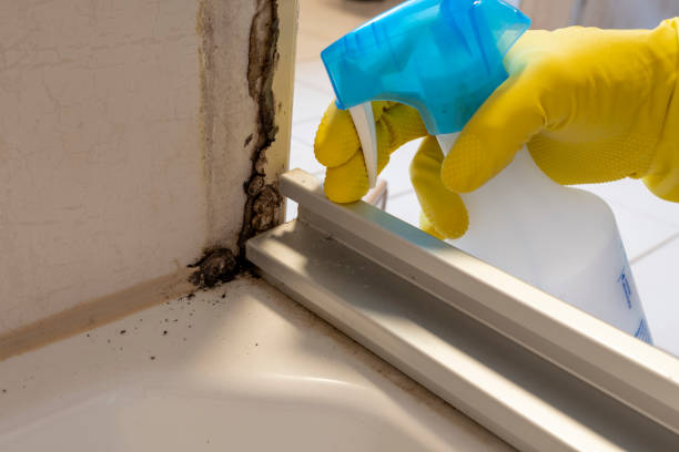 Best Mold Removal Specialists  in Marfa, TX