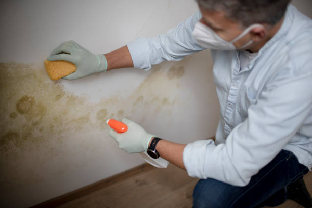 Best Residential Mold Removal  in Marfa, TX