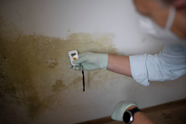 Best Black Mold Removal  in Marfa, TX