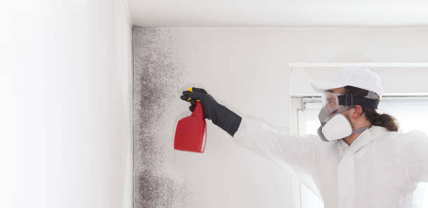 Best Mold Damage Repair  in Marfa, TX
