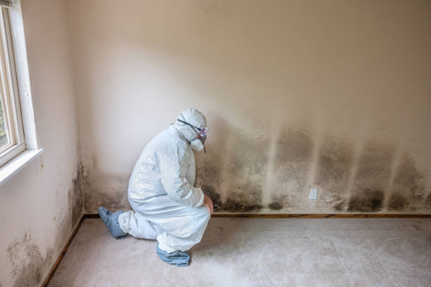 Best Toxic Mold Removal  in Marfa, TX